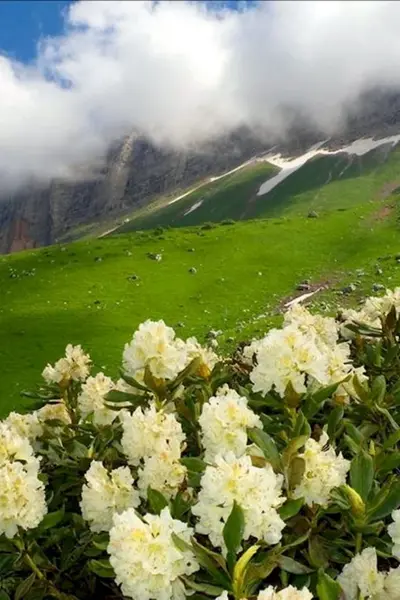 Плато Лаго-Наки Альпийские Луга