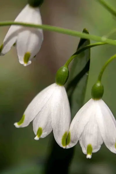 Подснежник белоснежный Galanthus nivalis