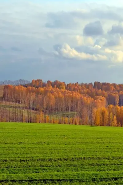 Поле осенью