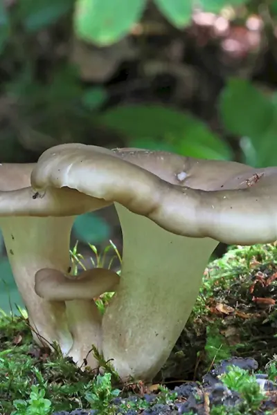 Полипорус каштановый Polyporus badius