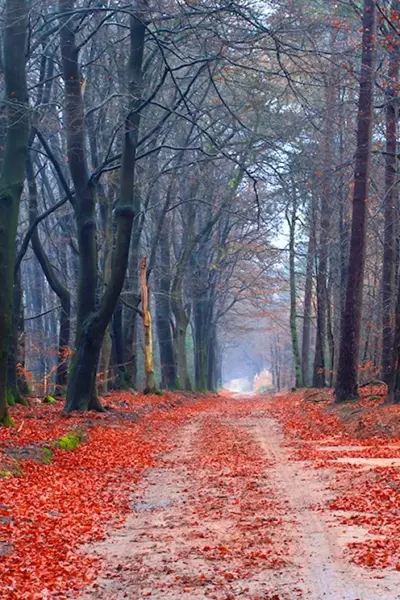 Поздняя осень