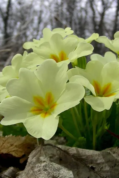 Примула Крымская