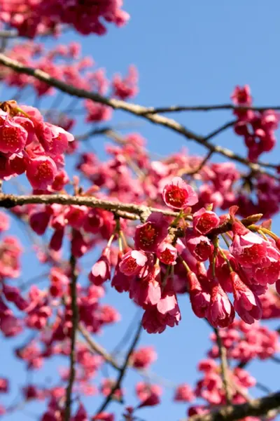 Prunus campanulata