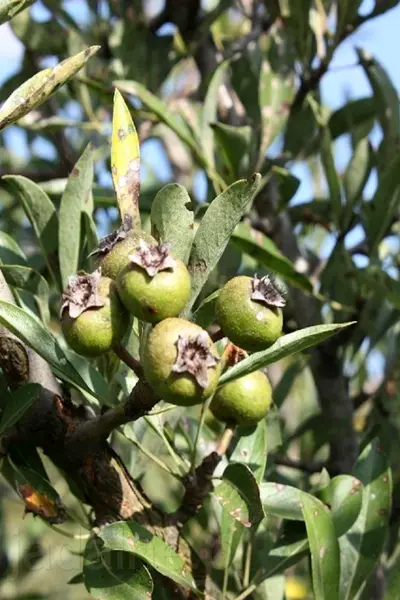 Pyrus canadensis