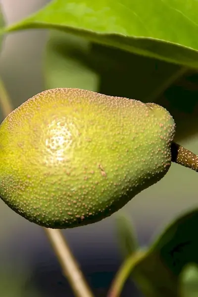 Pyrus pyrifolia