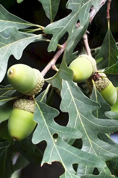 Quercus Alba