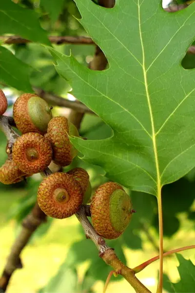 Quercus rubra желуди