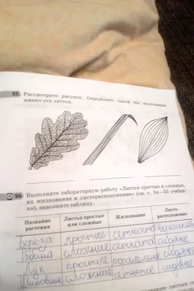 Рассмотри рисунок определите какой Тип жилкования имеют эти листья