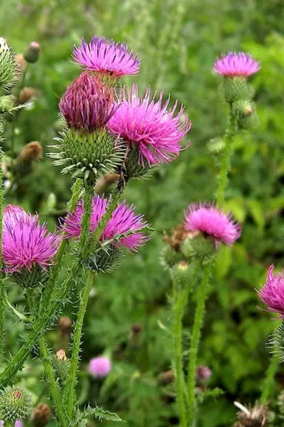 Расторопша пятнистая Silybum Marianum