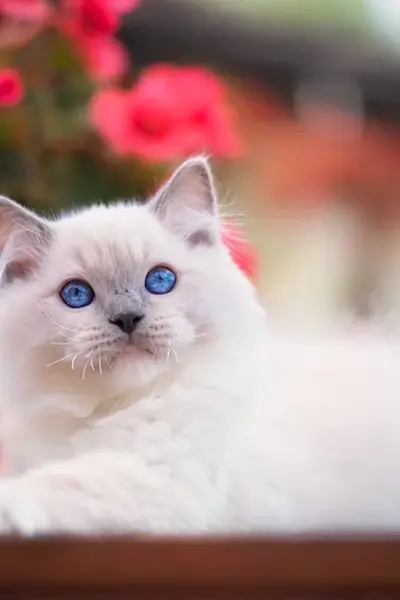 Рэгдолл кошка