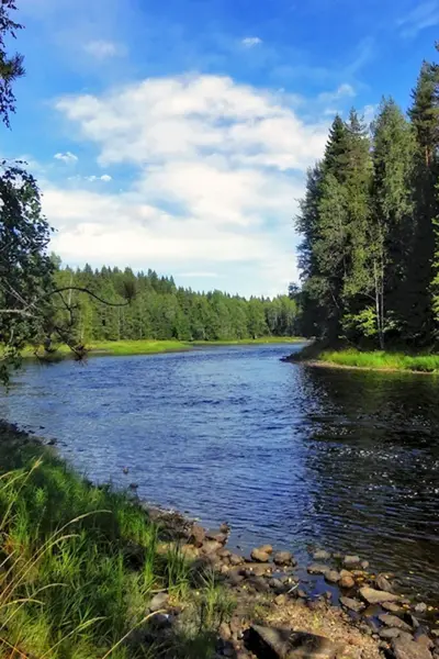 Река Янисйоки рыбалка