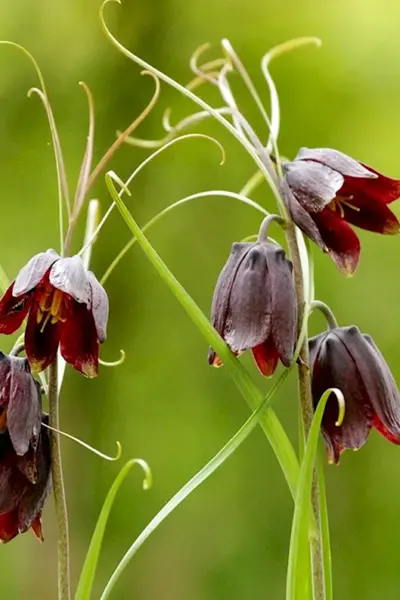 Рябчик русский Fritillaria ruthenica