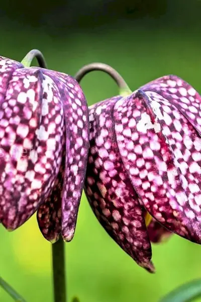 Рябчик шахматный Fritillaria meleagris