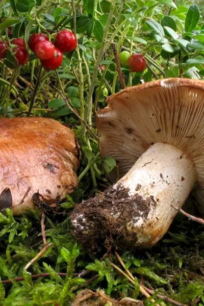 Рядовка пятнистая Tricholoma pessundatum