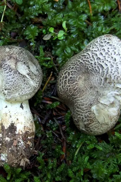 Рядовка тигровая Tricholoma pardinum