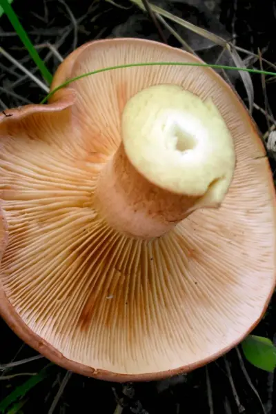 Рядовка золотистая Tricholoma aurantium