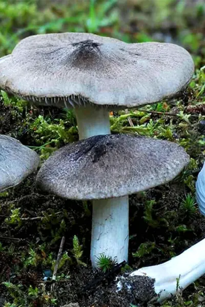 Рядовку землисто-серую Tricholoma terreum