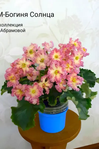 РМ богиня солнца фиалка