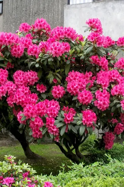 Рододендрон куст