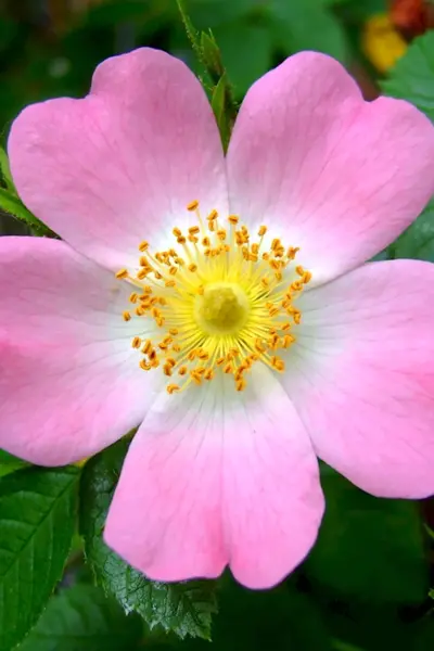Rosa Canina роза