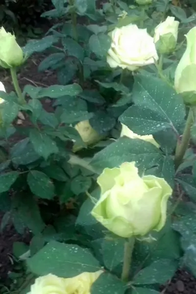 Роза Амандина