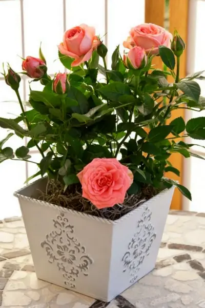 Роза Амороза