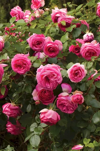Роза Cyclamen Пьер де Ронсар
