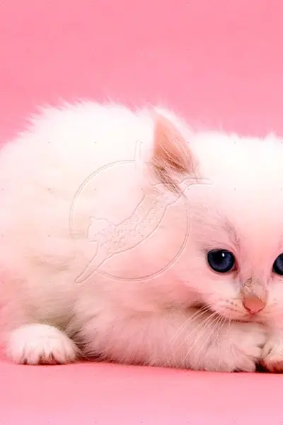 Розовый котенок