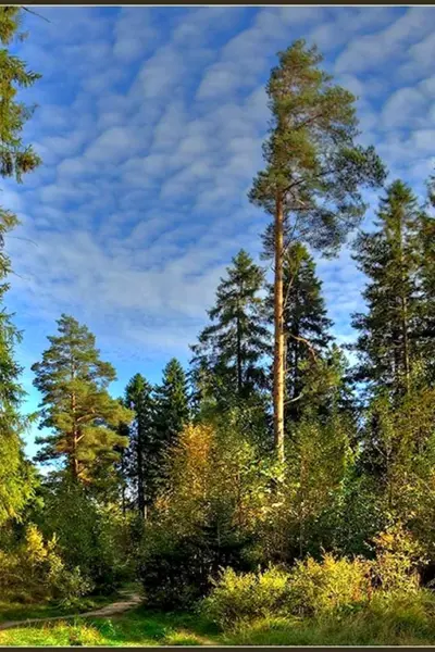 Русский лес