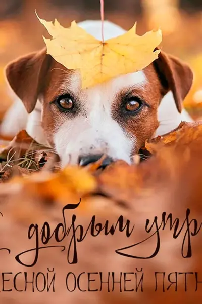 С осенней пятницей