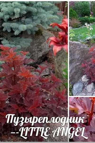 Сад Людмилы Турубановой купить растения