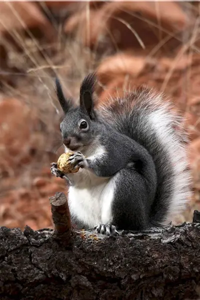 Sciurus aberti kaibabensis