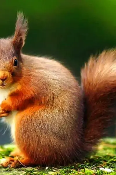 Sciurus vulgaris