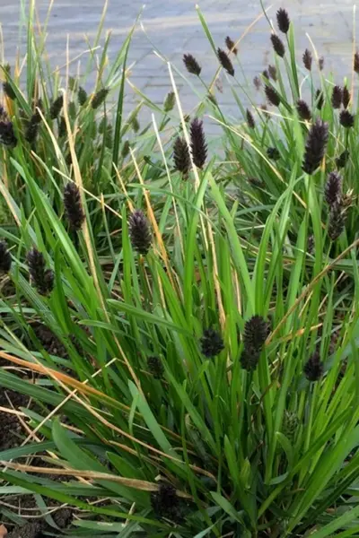 Сеслерия голубая Sesleria caerulea