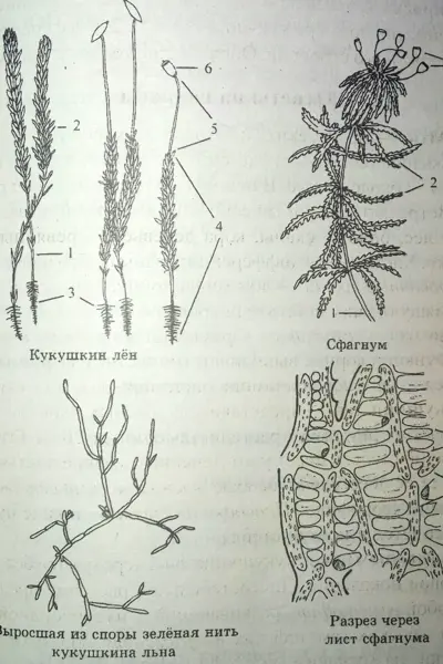 Сфагновые мхи схема