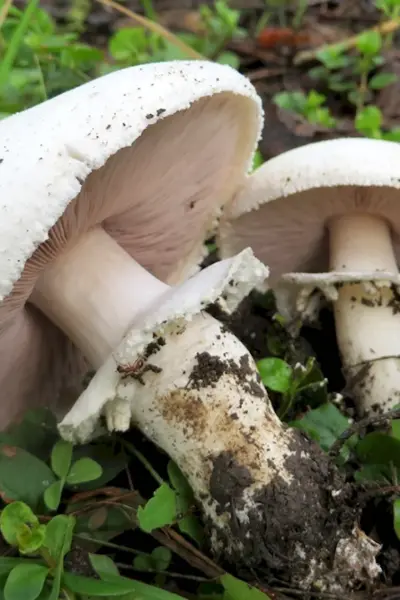 Шампиньон полевой Agaricus arvensis