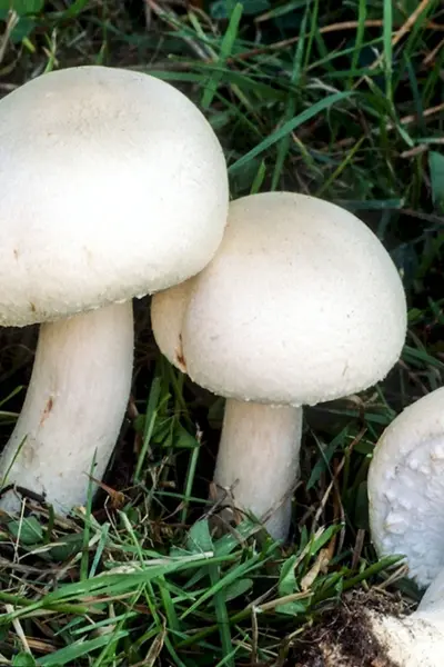 Шампиньон полевой Agaricus arvensis