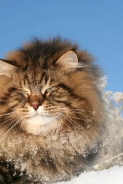 Сибирский Таежный кот