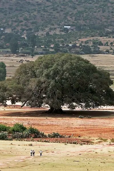 Сикомора дерево