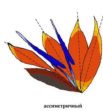 Симметричные рисунки цветов