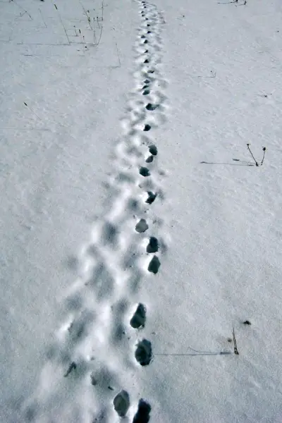 Следы лисы зимой