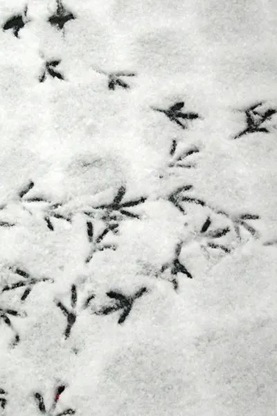 Следы птиц