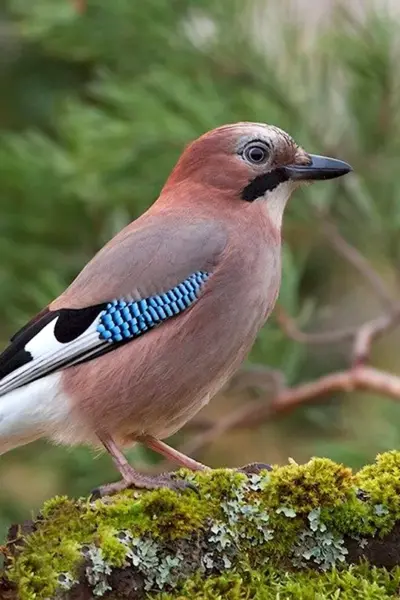 Сойка garrulus glandarius