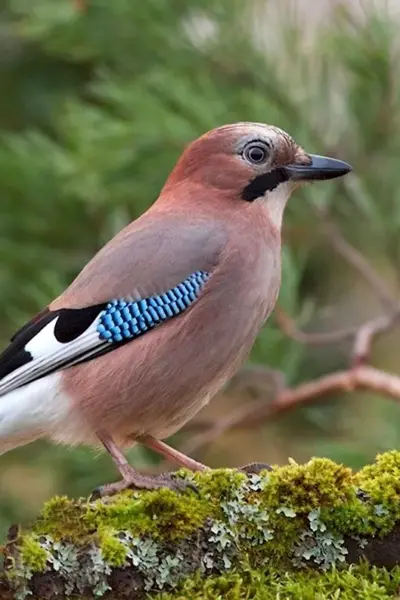 Сойка garrulus glandarius