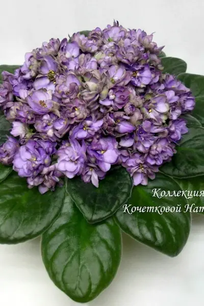 Сорт фиалки Дикая слива
