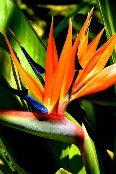 Strelitzia Reginae