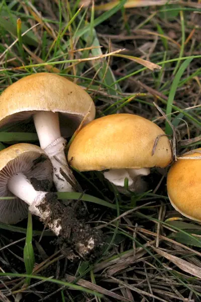 Строфария корончатая Stropharia Coronilla