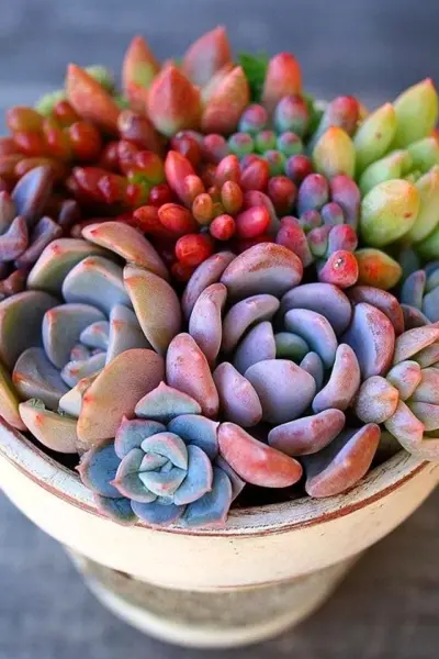 Суккулент эхеверия Echeveria