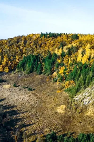 Тагайский лес Ульяновская область