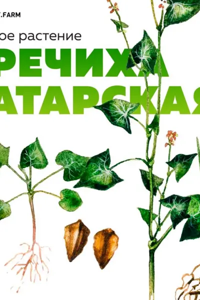 Татарская гречиха плоды